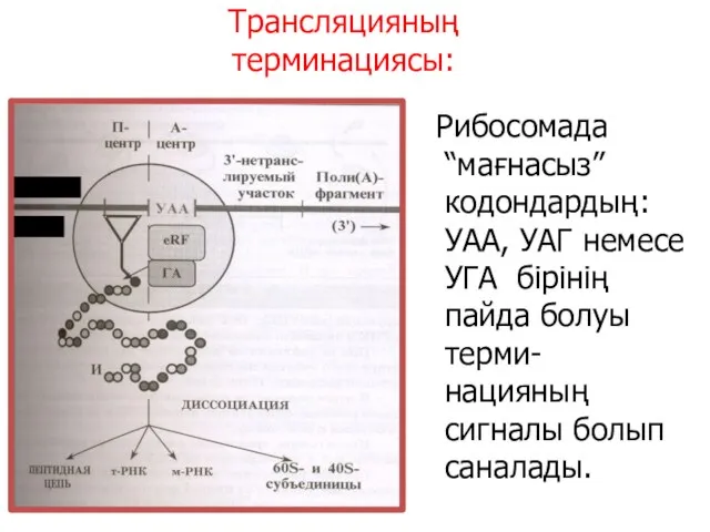 Трансляцияның терминациясы: (5‘) М- РНК Рибосомада “мағнасыз” кодондардың: УАА, УАГ немесе