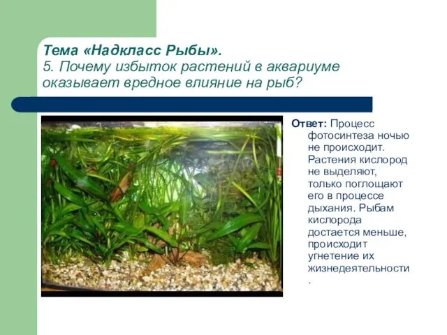 Тема «Надкласс Рыбы». 5. Почему избыток растений в аквариуме оказывает вредное