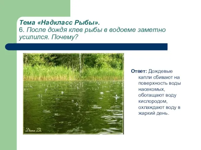 Тема «Надкласс Рыбы». 6. После дождя клев рыбы в водоеме заметно