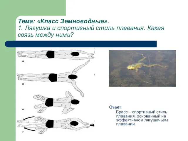 Тема: «Класс Земноводные». 1. Лягушка и спортивный стиль плавания. Какая связь