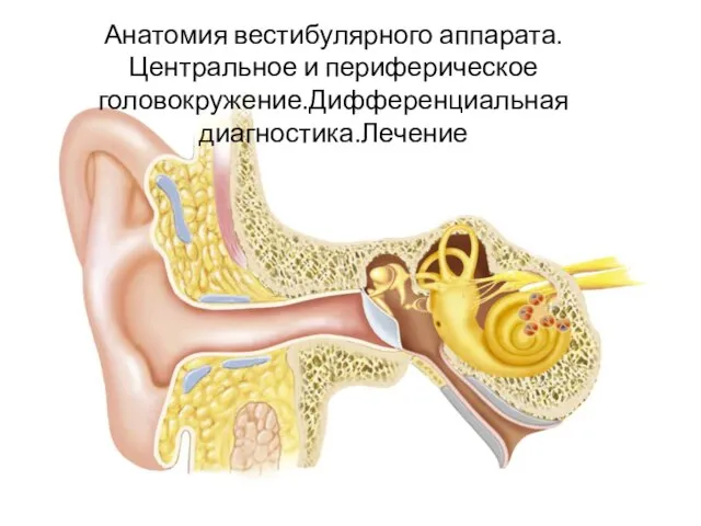 Анатомия вестибулярного аппарата. Центральное и периферическое головокружение.Дифференциальная диагностика.Лечение