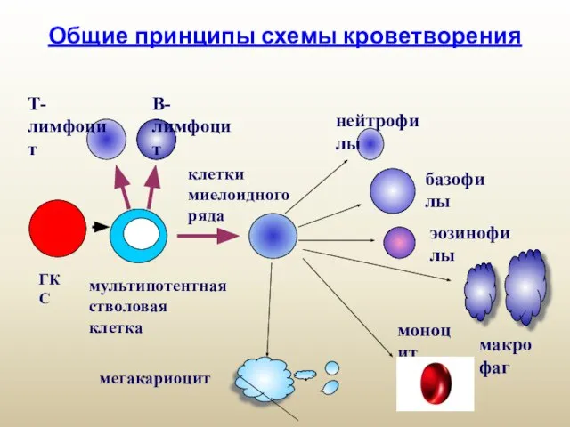 Общие принципы схемы кроветворения ГКС мультипотентная стволовая клетка Т-лимфоцит В-лимфоцит клетки