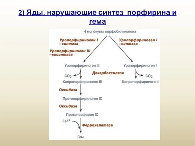 2) Яды, нарушающие синтез порфирина и гема