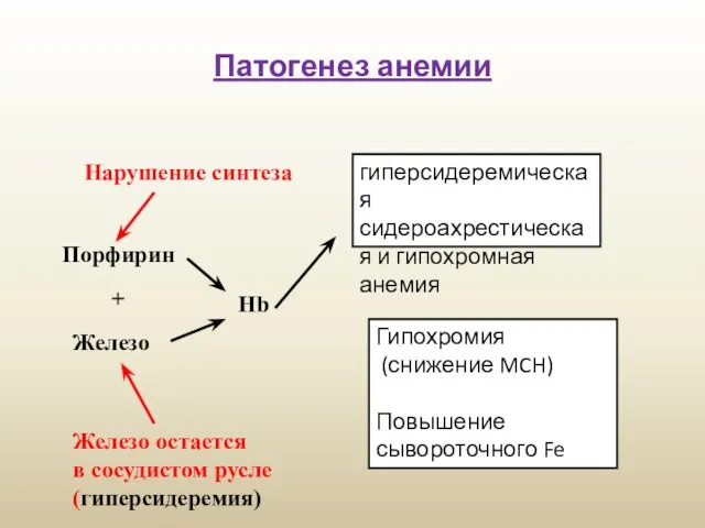 Патогенез анемии Порфирин + Железо Hb Нарушение синтеза Железо остается в