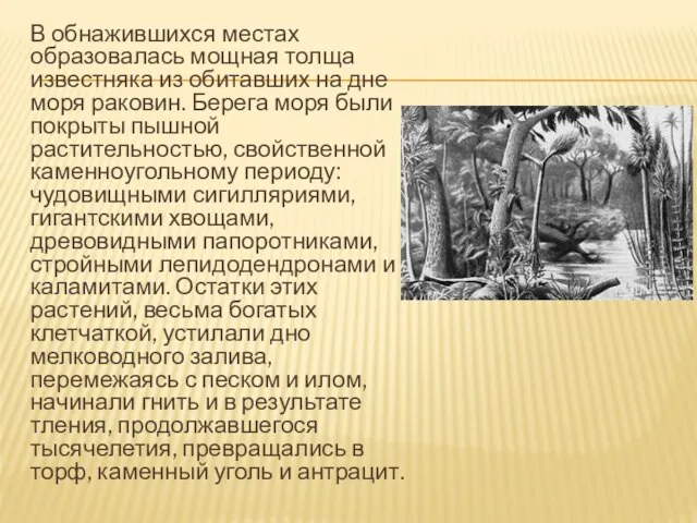 В обнажившихся местах образовалась мощная толща известняка из обитавших на дне