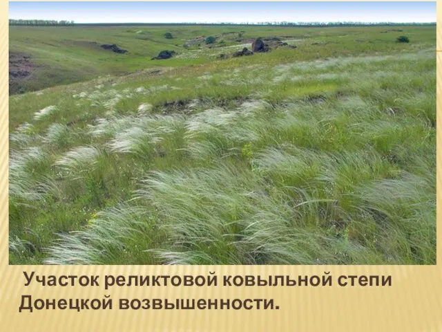 Участок реликтовой ковыльной степи Донецкой возвышенности.