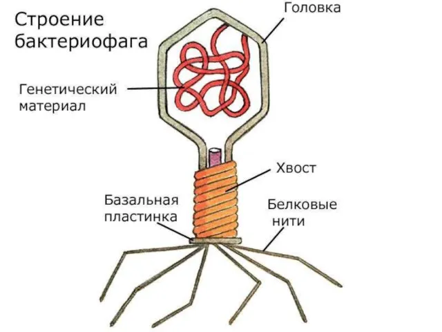 БАКТЕРИОФАГИ Бактериофаги ( от лат.«phagos» - пожирающий) – вирусы бактерий, обладающие