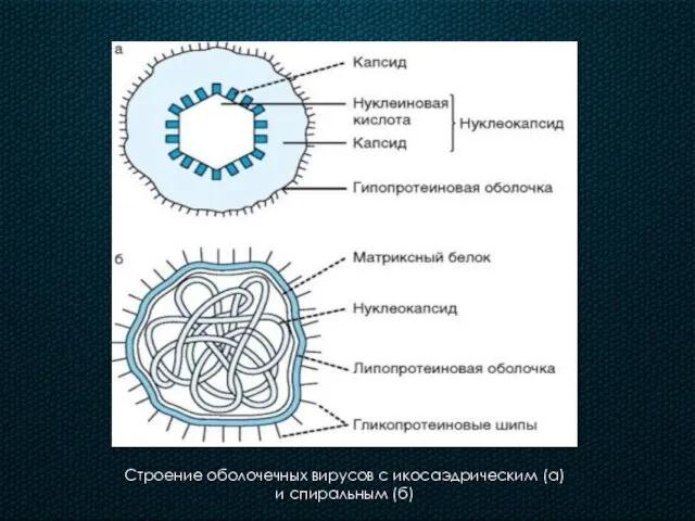 Строение оболочечных вирусов с икосаэдрическим (а) и спиральным (б)