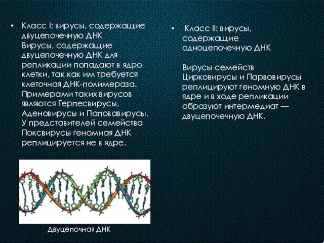 . Класс I: вирусы, содержащие двуцепочечную ДНК Вирусы, содержащие двуцепочечную ДНК