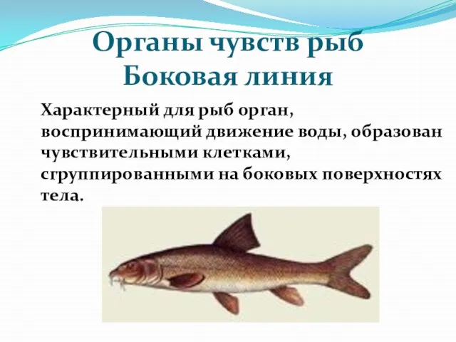 Органы чувств рыб Боковая линия Характерный для рыб орган, воспринимающий движение