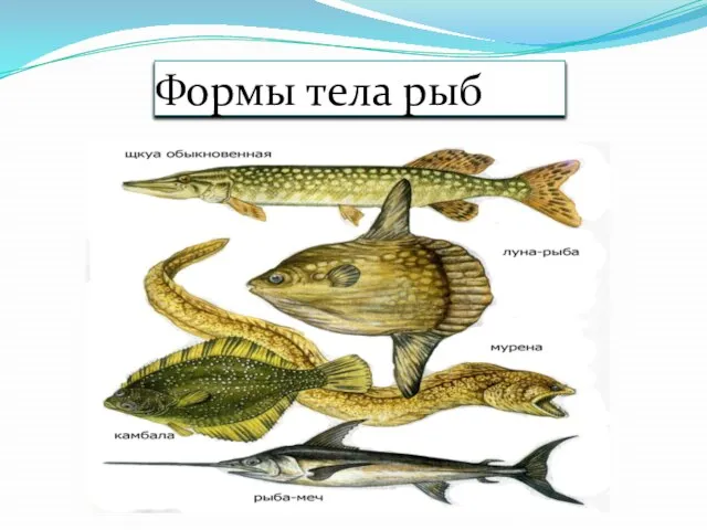 Формы тела рыб