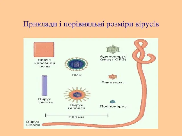 Приклади і порівняльні розміри вірусів