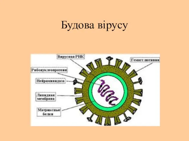 Будова вірусу