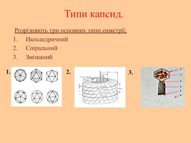 Типи капсид. Розрізняють три основних типи симетрії: Икосаедричний Спіральний Змішаний 1. 2. 3.