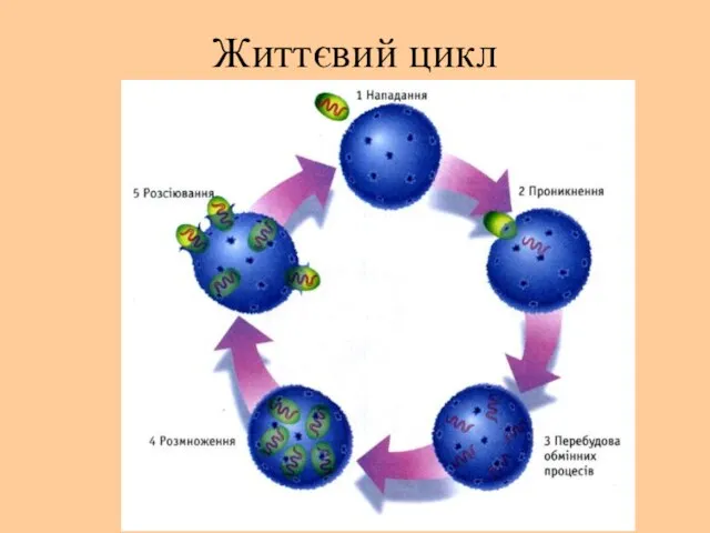 Життєвий цикл