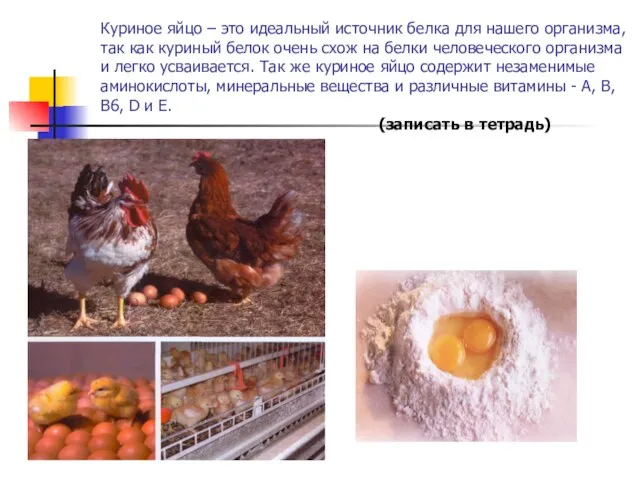 Куриное яйцо – это идеальный источник белка для нашего организма, так