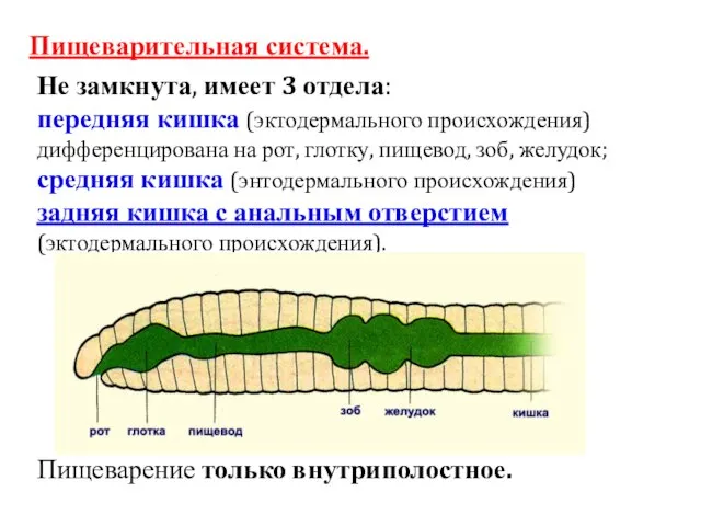 Пищеварительная система. Не замкнута, имеет 3 отдела: передняя кишка (эктодермального происхождения)