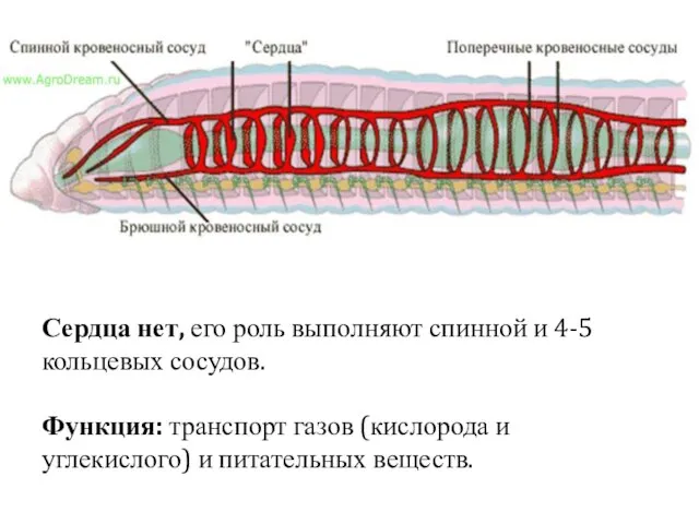 Сердца нет, его роль выполняют спинной и 4-5 кольцевых сосудов. Функция: