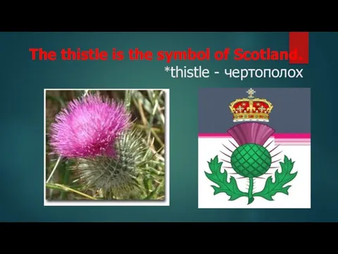 The thistle is the symbol of Scotland. *thistle - чертополох