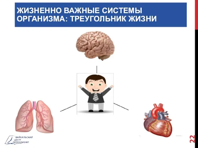 ЖИЗНЕННО ВАЖНЫЕ СИСТЕМЫ ОРГАНИЗМА: ТРЕУГОЛЬНИК ЖИЗНИ