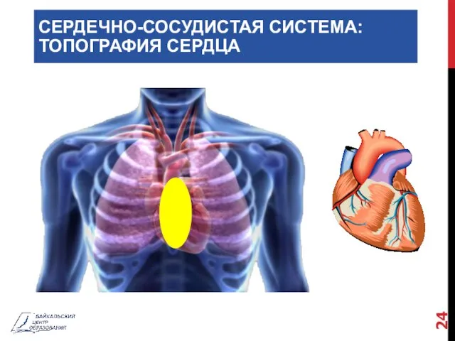 СЕРДЕЧНО-СОСУДИСТАЯ СИСТЕМА: ТОПОГРАФИЯ СЕРДЦА