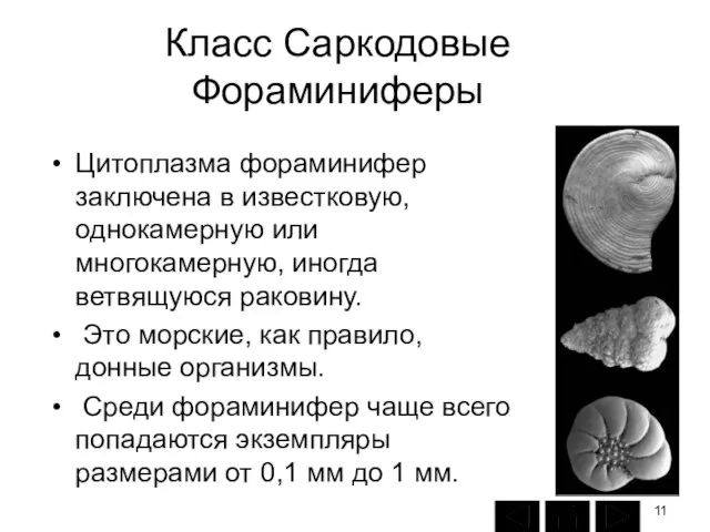 Класс Саркодовые Фораминиферы Цитоплазма фораминифер заключена в известковую, однокамерную или многокамерную,