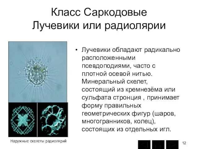 Класс Саркодовые Лучевики или радиолярии Лучевики обладают радикально расположенными псевдоподиями, часто