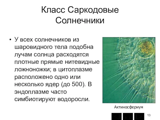 Класс Саркодовые Солнечники У всех солнечников из шаровидного тела подобна лучам