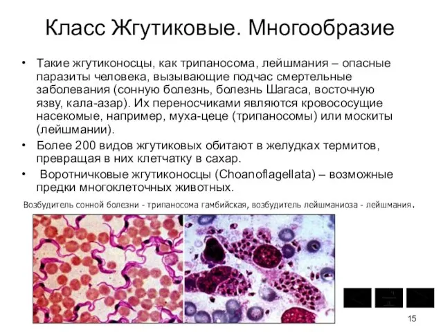 Класс Жгутиковые. Многообразие Такие жгутиконосцы, как трипаносома, лейшмания – опасные паразиты