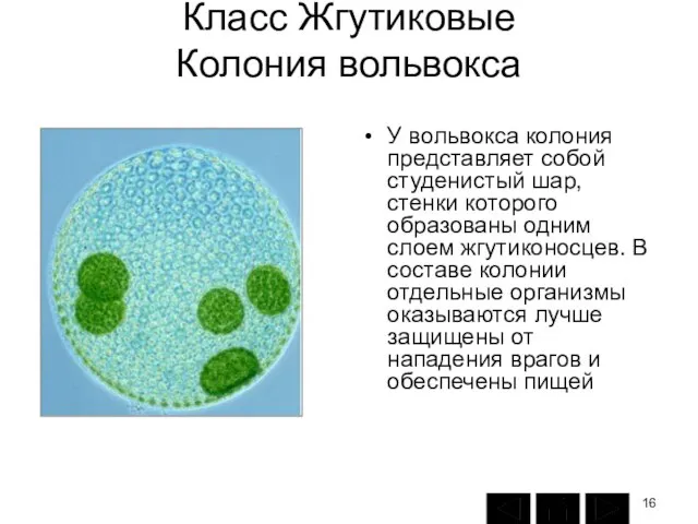 Класс Жгутиковые Колония вольвокса У вольвокса колония представляет собой студенистый шар,