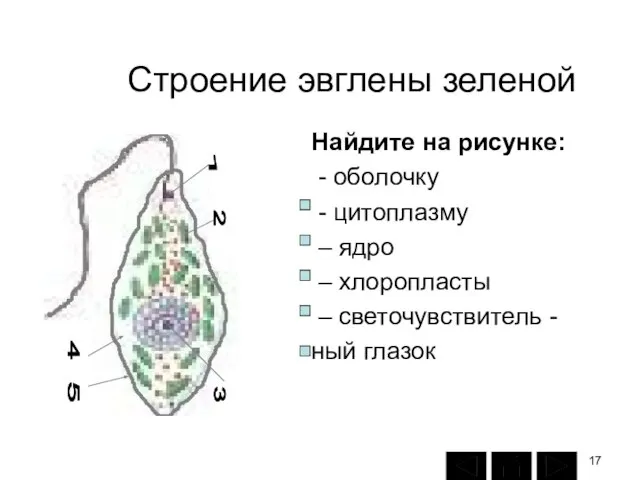 Строение эвглены зеленой Найдите на рисунке: - оболочку - цитоплазму –