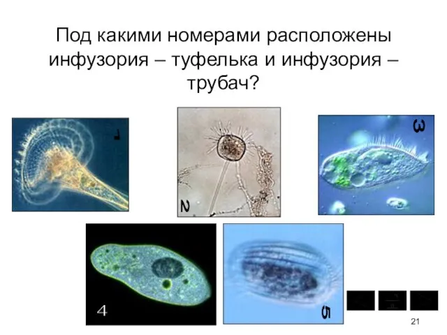 Под какими номерами расположены инфузория – туфелька и инфузория – трубач? 1 2 3 4 5