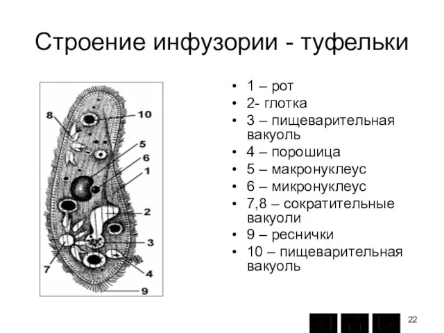 Строение инфузории - туфельки 1 – рот 2- глотка 3 –