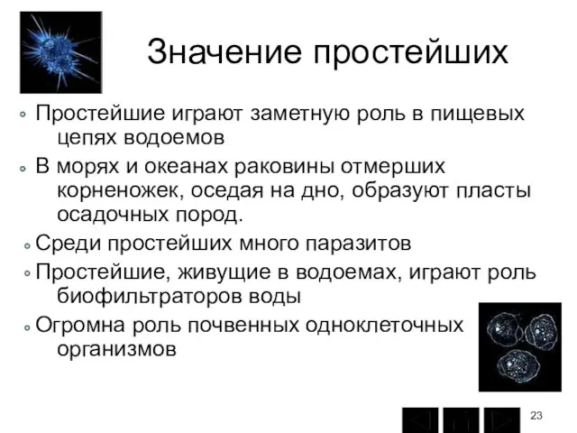 Значение простейших Простейшие играют заметную роль в пищевых цепях водоемов В