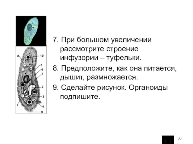 7. При большом увеличении рассмотрите строение инфузории – туфельки. 8. Предположите,