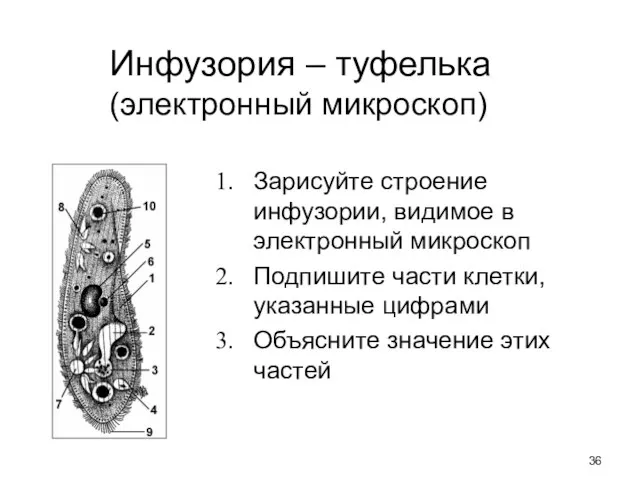 Инфузория – туфелька (электронный микроскоп) Зарисуйте строение инфузории, видимое в электронный