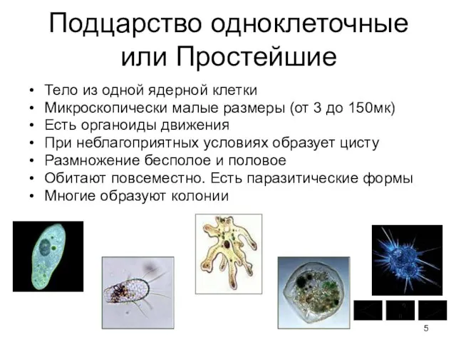 Подцарство одноклеточные или Простейшие Тело из одной ядерной клетки Микроскопически малые