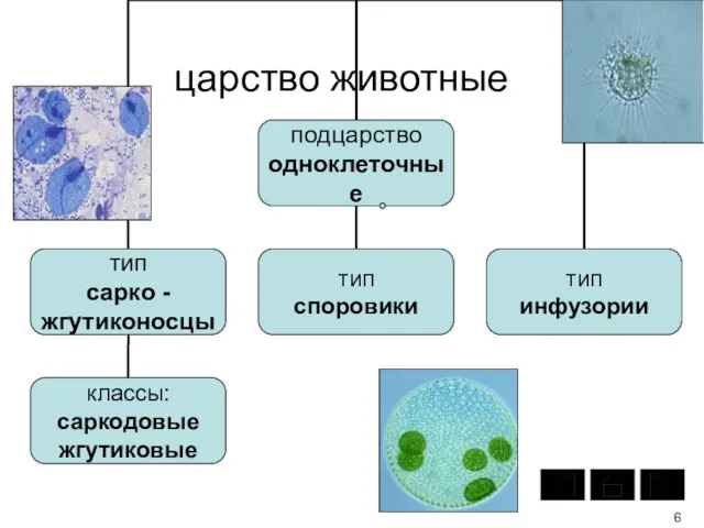 царство животные