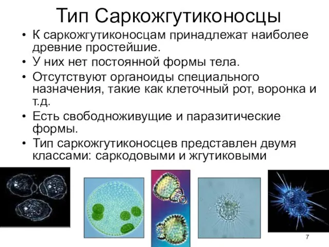 Тип Cаркожгутиконосцы К саркожгутиконосцам принадлежат наиболее древние простейшие. У них нет