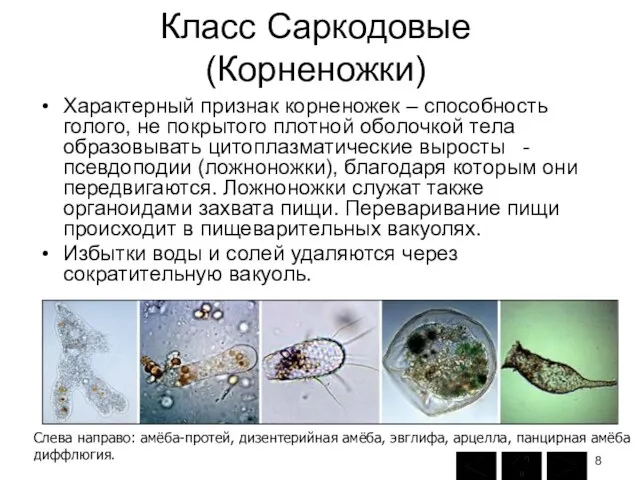 Класс Саркодовые (Корненожки) Характерный признак корненожек – способность голого, не покрытого