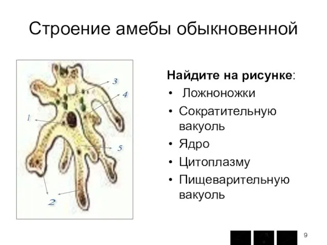 Строение амебы обыкновенной Найдите на рисунке: Ложноножки Сократительную вакуоль Ядро Цитоплазму