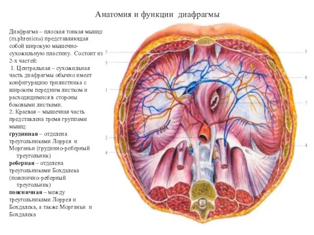 Анатомия и функции диафрагмы Диафрагма – плоская тонкая мышца (m.phrenicus) представляющая