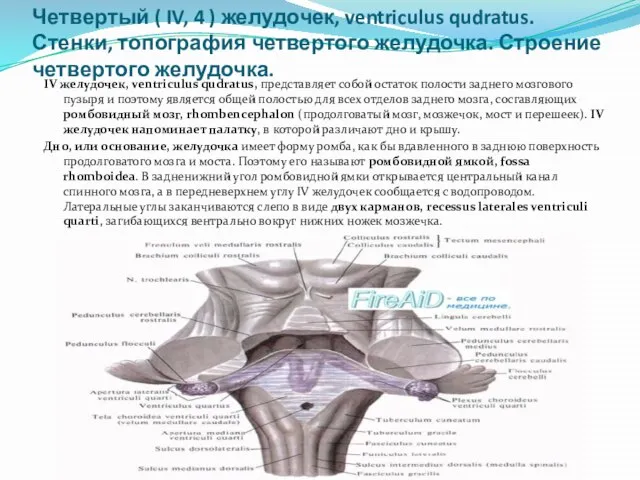 Четвертый ( IV, 4 ) желудочек, ventriculus qudratus. Стенки, топография четвертого