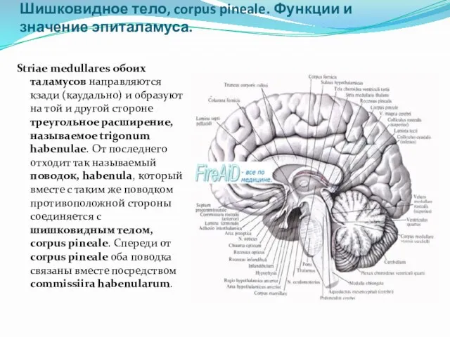 Эпиталамус, Epithalamus. Строение эпиталамуса. Шишковидное тело, corpus pineale. Функции и значение