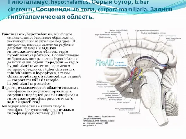 Гипоталамус, hypothalamus. Серый бугор, tuber cinereum. Сосцевидные тела, corpora mamillaria. Задняя