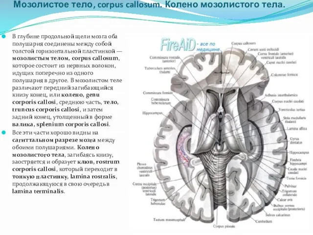 Мозолистое тело, corpus callosum. Колено мозолистого тела. В глубине продольной щели