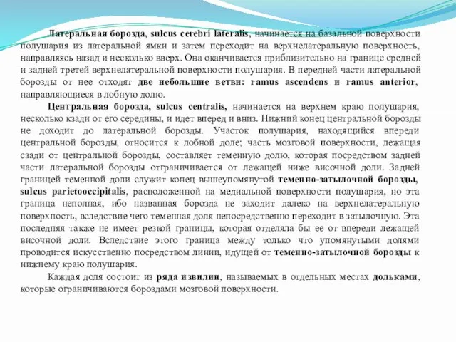 Латеральная борозда, sulcus cerebri lateralis, начинается на базальной поверхности полушария из