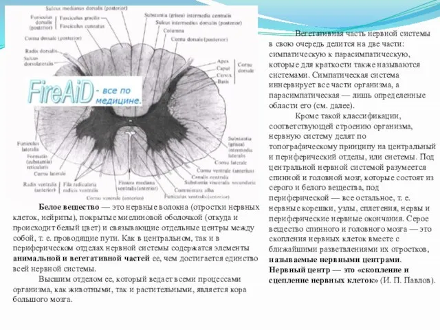 Вегетативная часть нервной системы в свою очередь делится на две части: