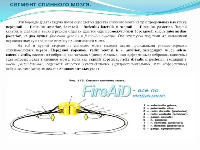 Корешки спинного мозга. Канатики, стволы, узлы, сегмент спинного мозга. Эти борозды