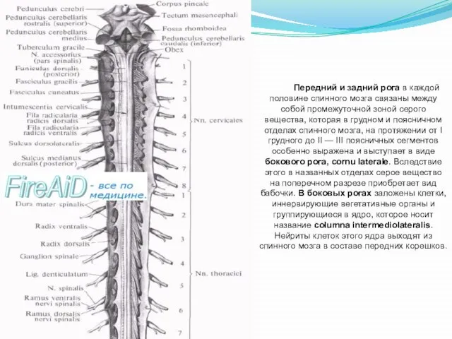 Передний и задний рога в каждой половине спинного мозга связаны между